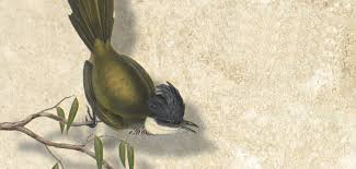 Day 5 Robert Drewe 1