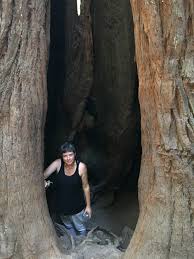 Adel 2 Sophie Cunningham trees 2